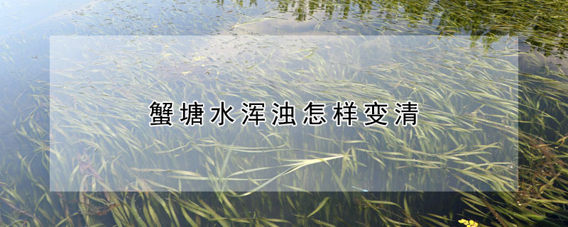 蟹塘水渾濁怎樣變清