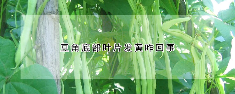 豆角底部葉片發黃咋回事