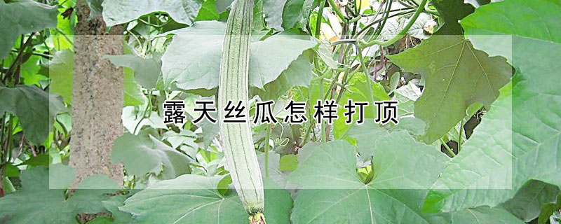 露天絲瓜怎樣打頂