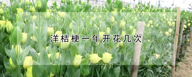 洋桔梗一年開花幾次