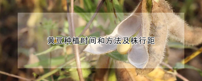 黃豆種植時間和方法及株行距