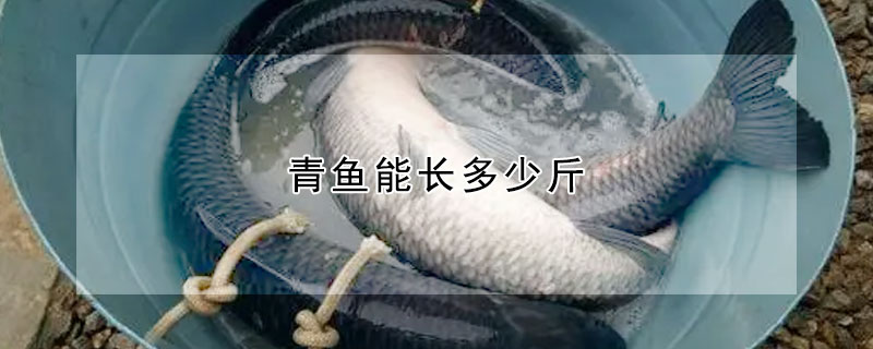 青魚能長多少斤