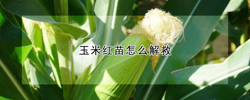 玉米紅苗怎么解救