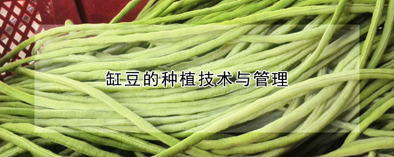 缸豆的種植技術與管理