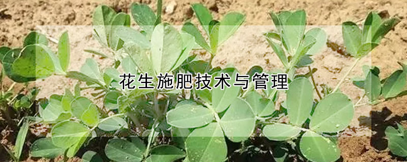 花生施肥技術與管理