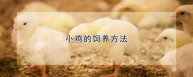 小雞的飼養(yǎng)方法