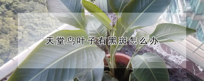 天堂鳥葉子有黑斑怎么辦