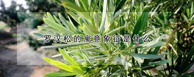 羅漢松的寓意象征是什么