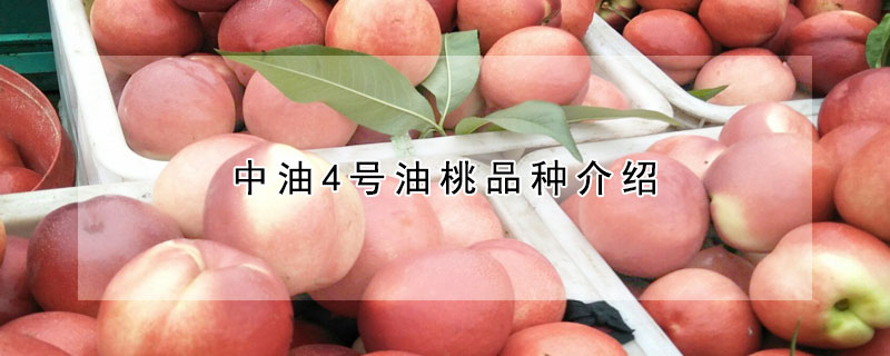 中油4號油桃品種介紹