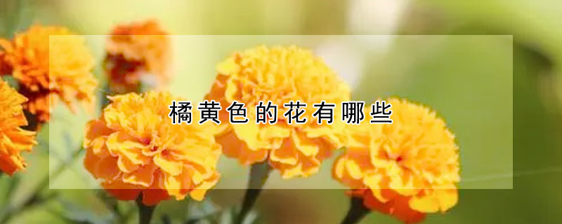 橘黃色的花有哪些