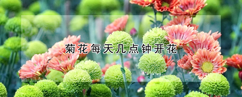 菊花每天幾點鐘開花