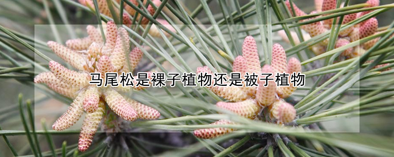 馬尾松是裸子植物還是被子植物