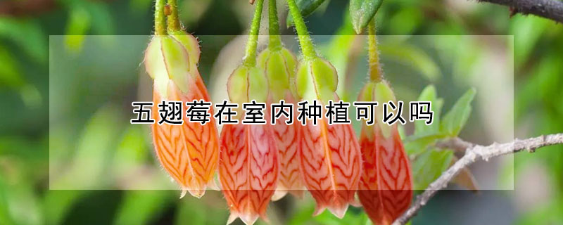 五翅莓在室內(nèi)種植可以嗎