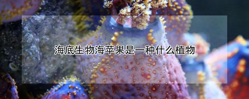 海底生物海蘋果是一種什么植物