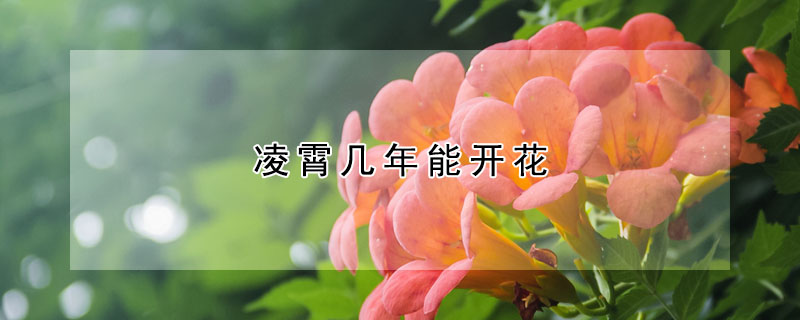 凌霄幾年能開花