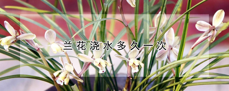 蘭花澆水多久一次