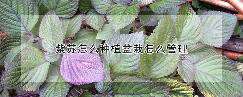 紫蘇怎么種植盆栽怎么管理