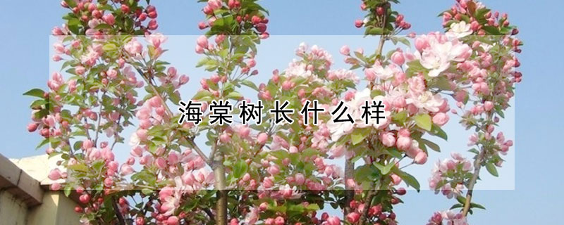 海棠樹(shù)長(zhǎng)什么樣