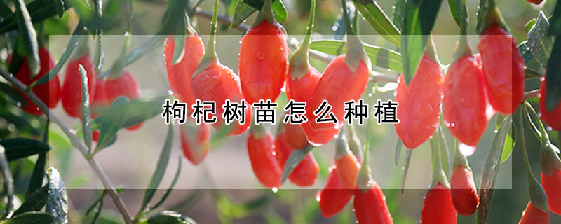 枸杞樹苗怎么種植