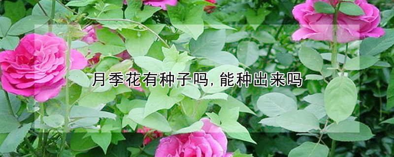 月季花有種子嗎,能種出來嗎