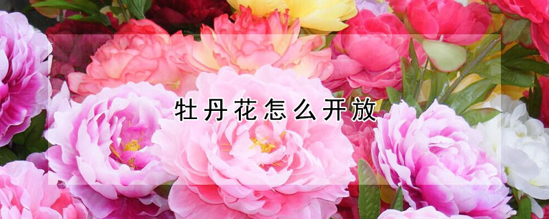 牡丹花怎么開放