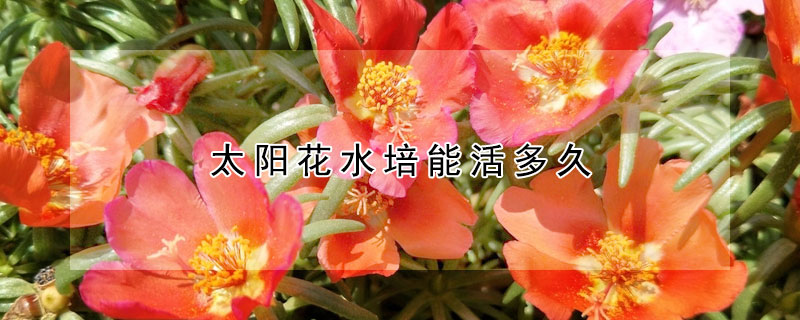 太陽花水培能活多久