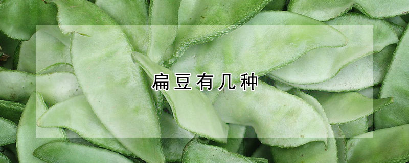 扁豆有幾種