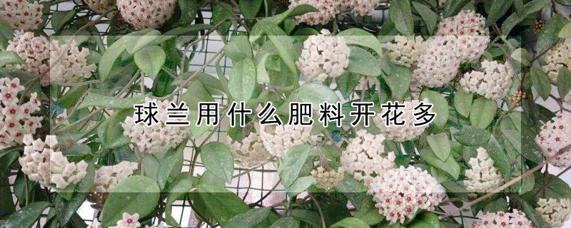 球蘭用什么肥料開花多