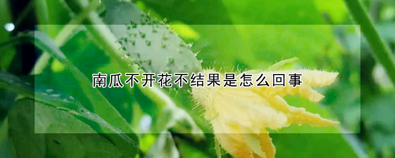 南瓜不開花不結(jié)果是怎么回事