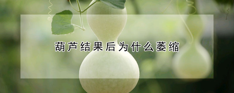 葫蘆結(jié)果后為什么萎縮