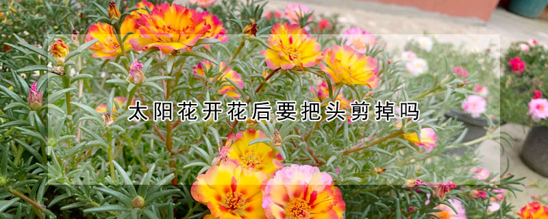 太陽花開花后要把頭剪掉嗎