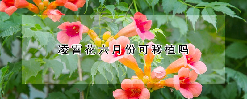 凌霄花六月份可移植嗎