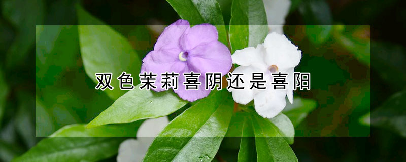 雙色茉莉喜陰還是喜陽(yáng)