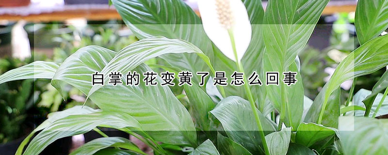 白掌的花變黃了是怎么回事