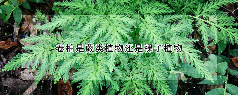 卷柏是蕨類植物還是裸子植物