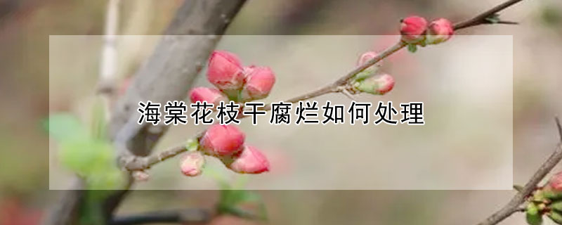 海棠花枝干腐爛如何處理