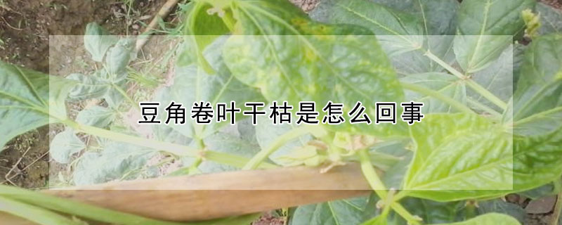 豆角卷葉干枯是怎么回事