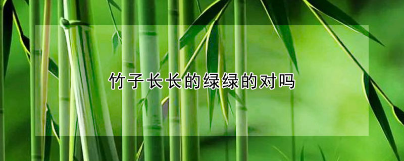 竹子長長的綠綠的對(duì)嗎