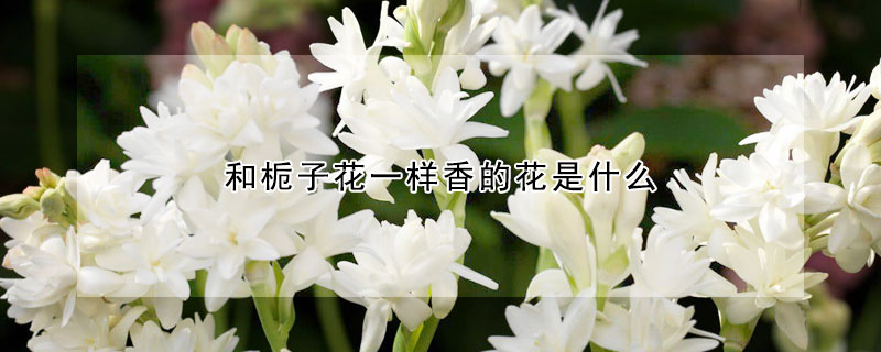 和梔子花一樣香的花是什么