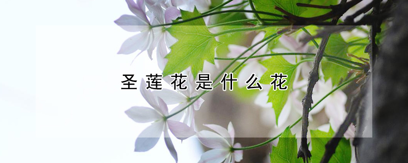 圣蓮花是什么花