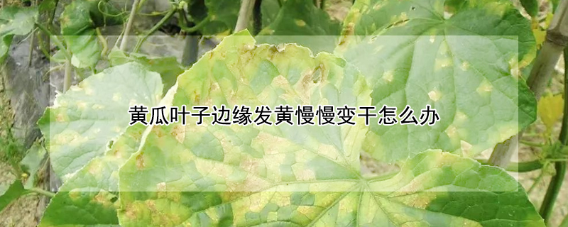 黃瓜葉子邊緣發(fā)黃慢慢變干怎么辦