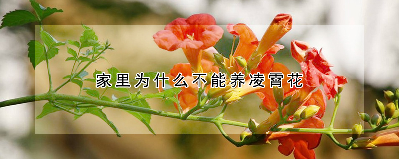 家里為什么不能養(yǎng)凌霄花