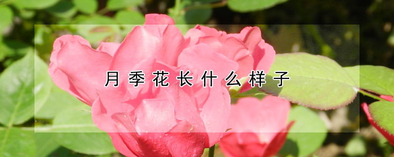 月季花長什么樣子