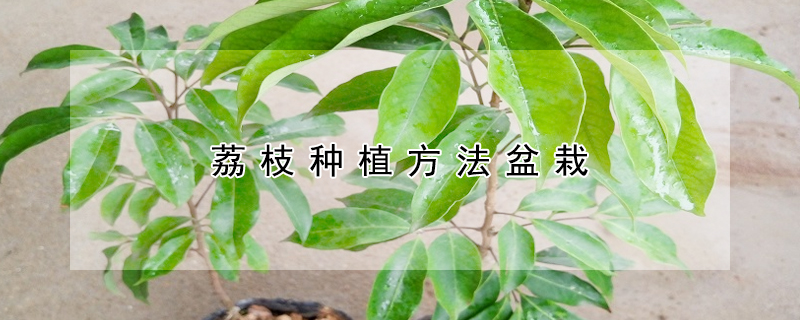 荔枝種植方法盆栽