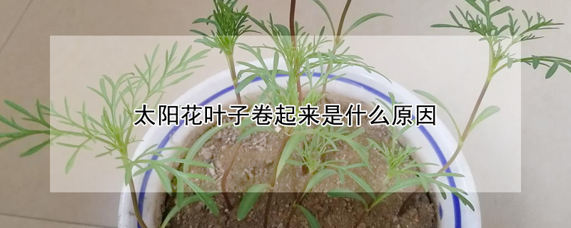 太陽花葉子卷起來是什么原因?