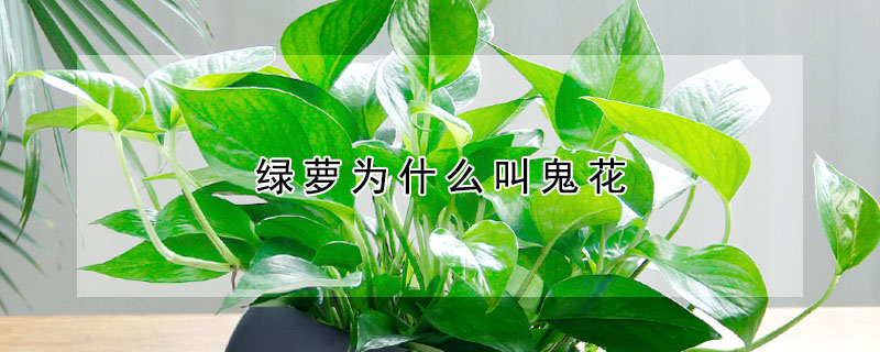 綠蘿為什么叫鬼花