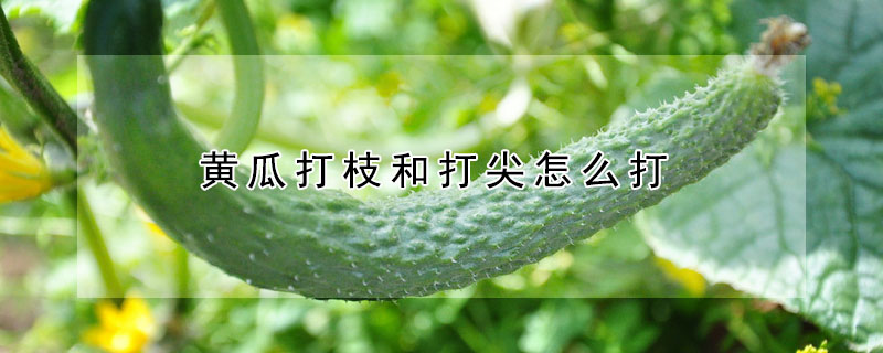 黃瓜打枝和打尖怎么打