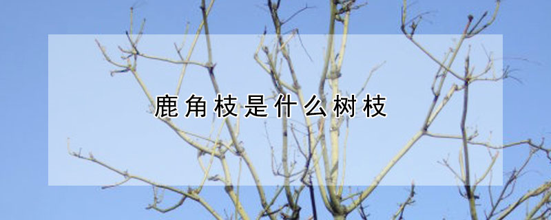 鹿角枝是什么樹(shù)枝