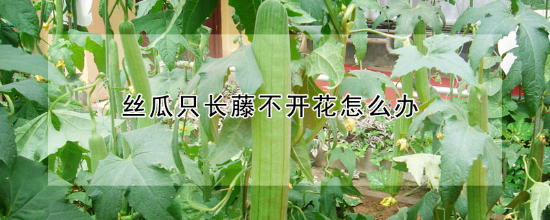 絲瓜只長藤不開花怎么辦