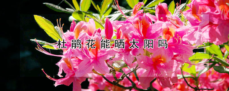 杜鵑花能曬太陽嗎